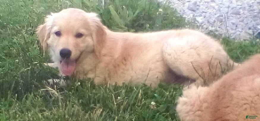 Golden Retriever dogs Golden Retriever 2 Smoke - Ad 34