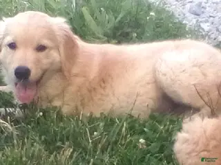 Golden Retriever dogs Golden Retriever 2 Smoke - Ad 34