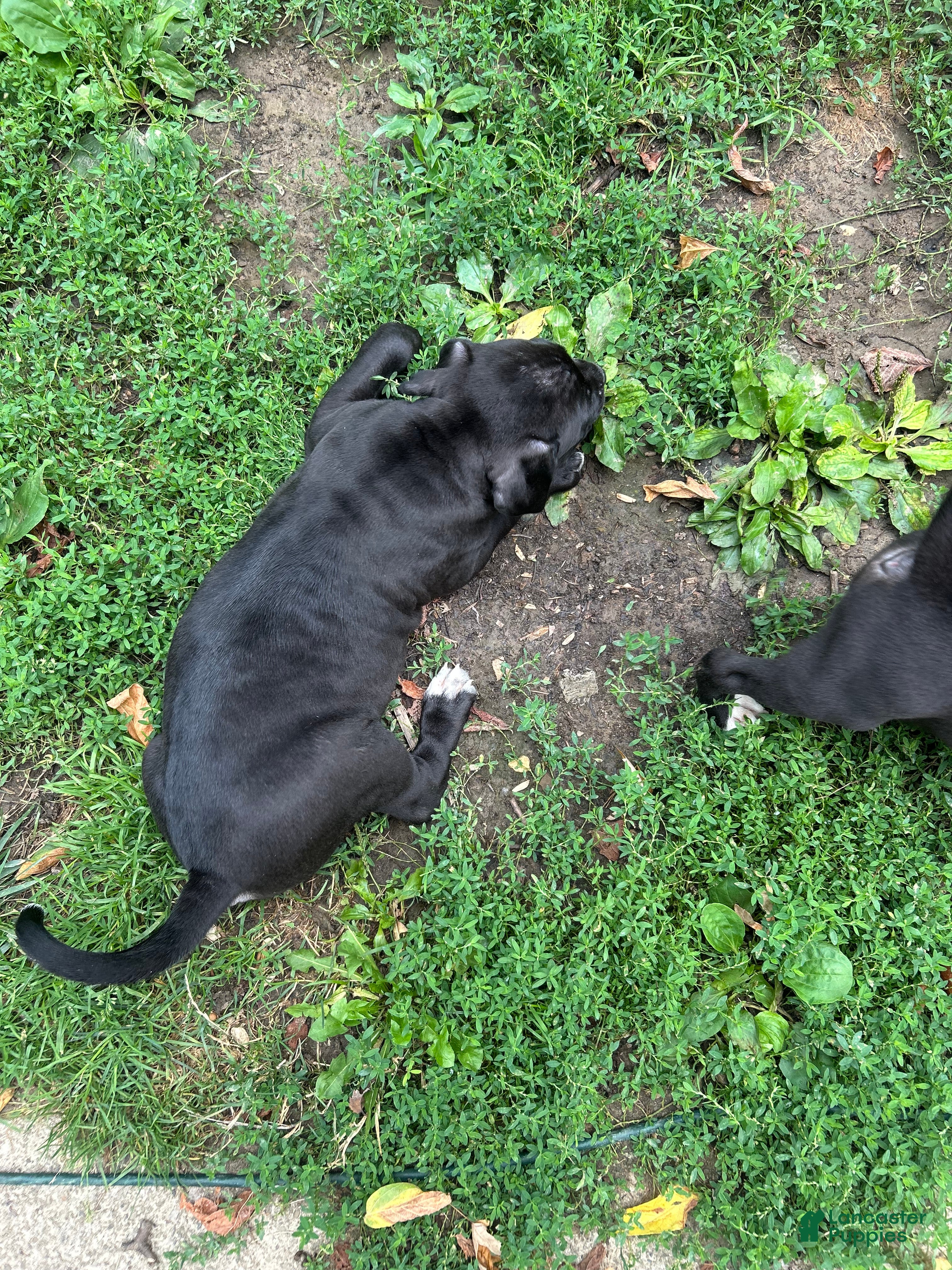 American Pit Bull Terrier dogs American Pit Bull Terrier 1 - Ad 18