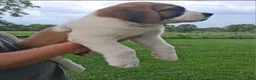 Saint Bernard dogs for sale: Ol' RED - Ad 2