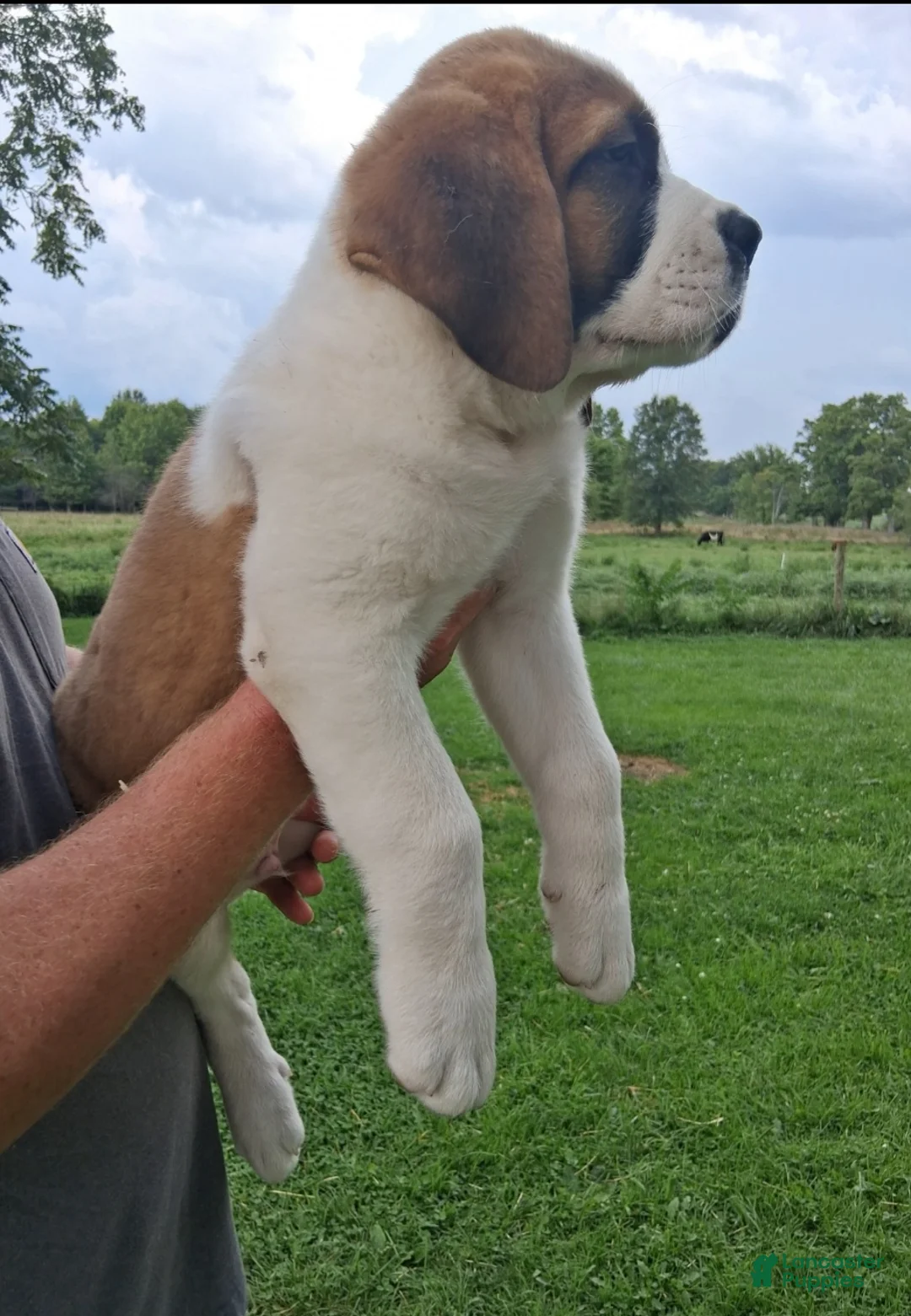 Saint Bernard dogs for sale: Ol' RED - Ad 2