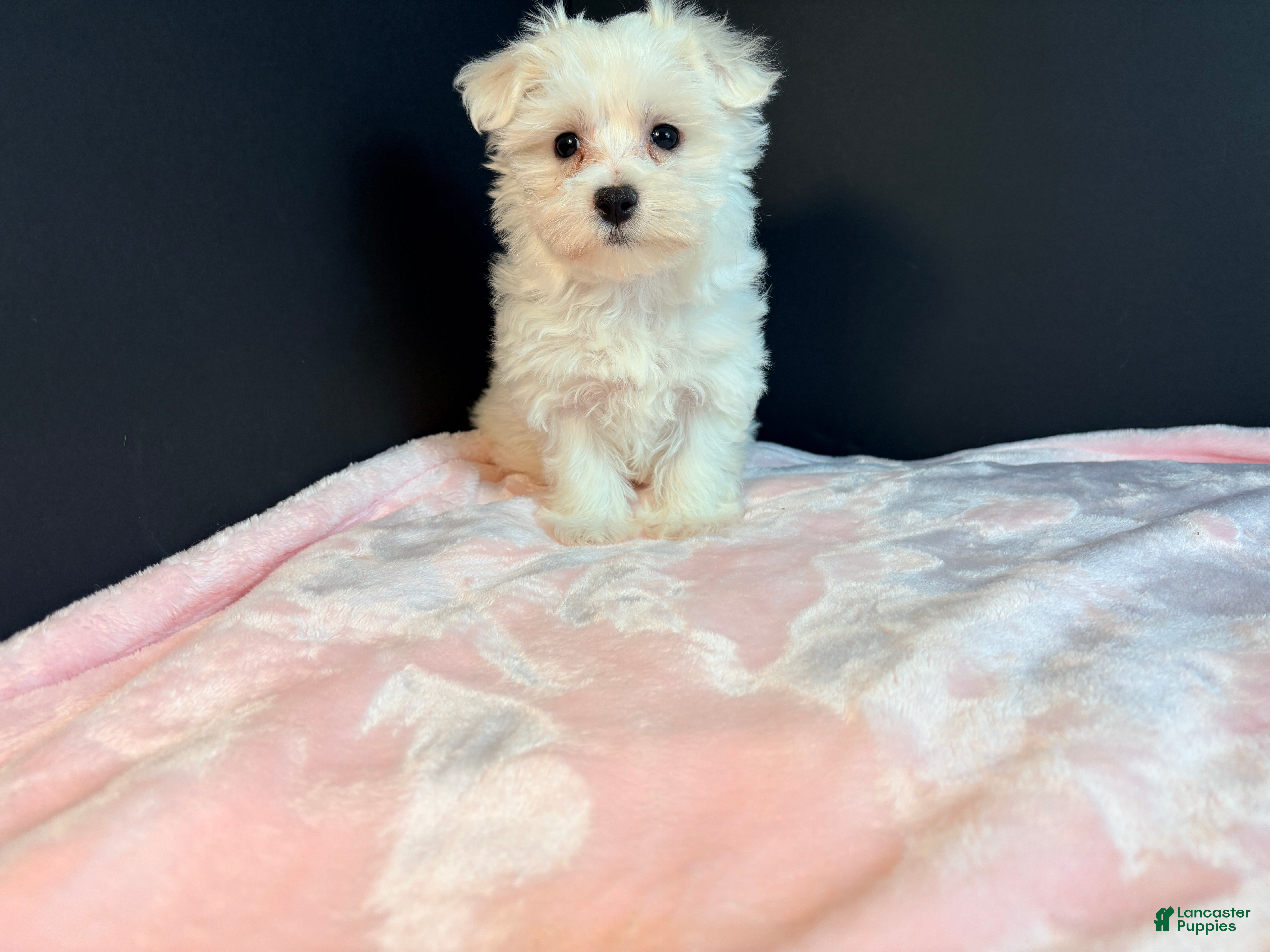 Maltese dogs Maltese 2 - Ad 2