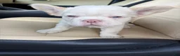 French Bulldog dogs for sale: French Bulldog 7 - Ad 4