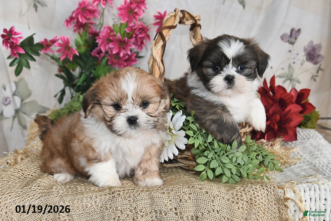 Shih Tzu dogs for sale: Tanner - Ad 5
