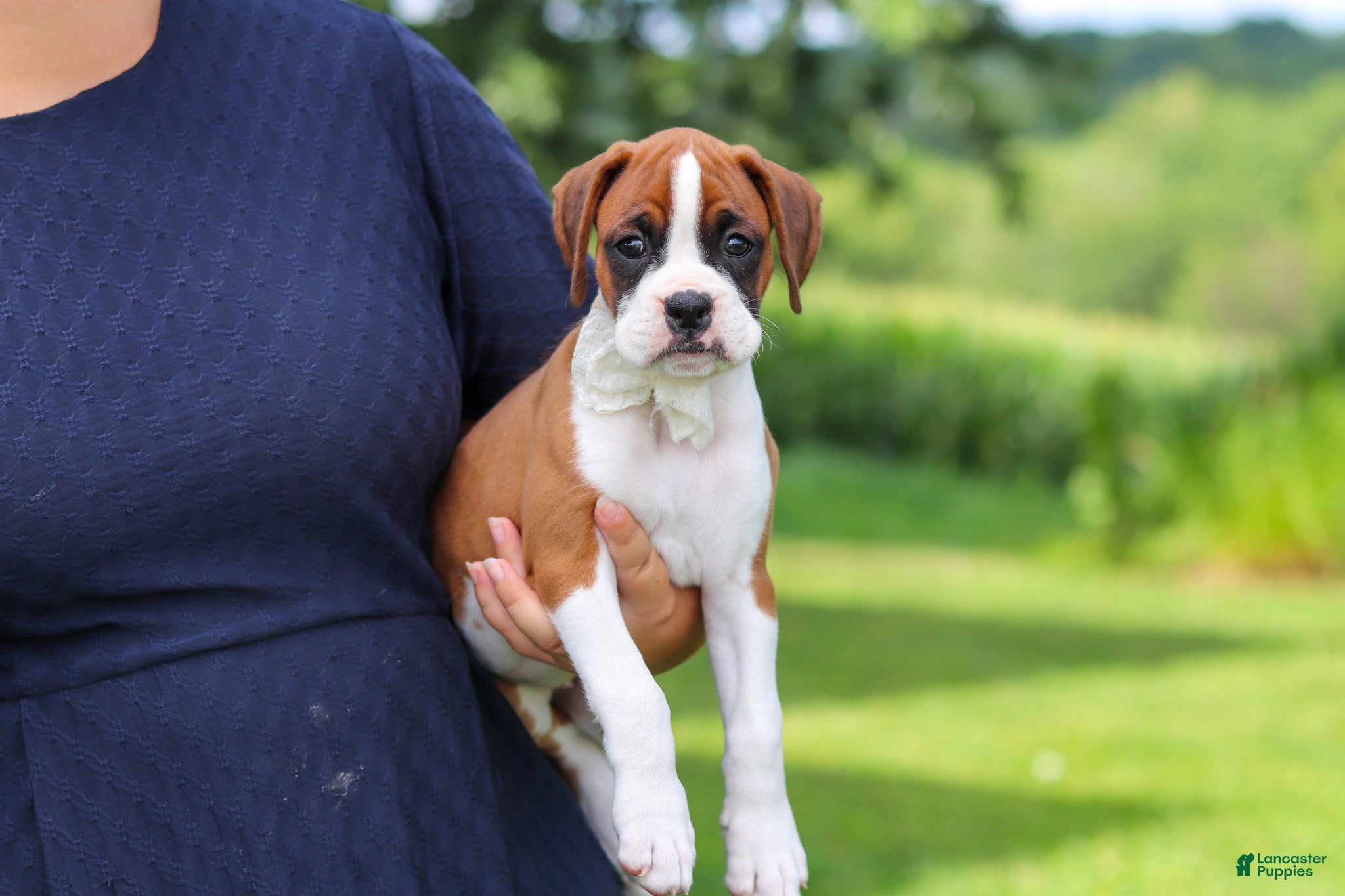 Boxer dogs Sophie - Ad 2