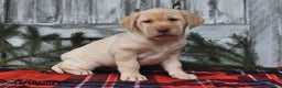 Labrador Retriever dogs for sale: Mimi - Ad 3