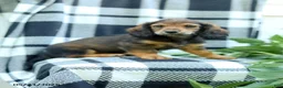 Miniature Dachshund dogs for sale: Cub  - Ad 3