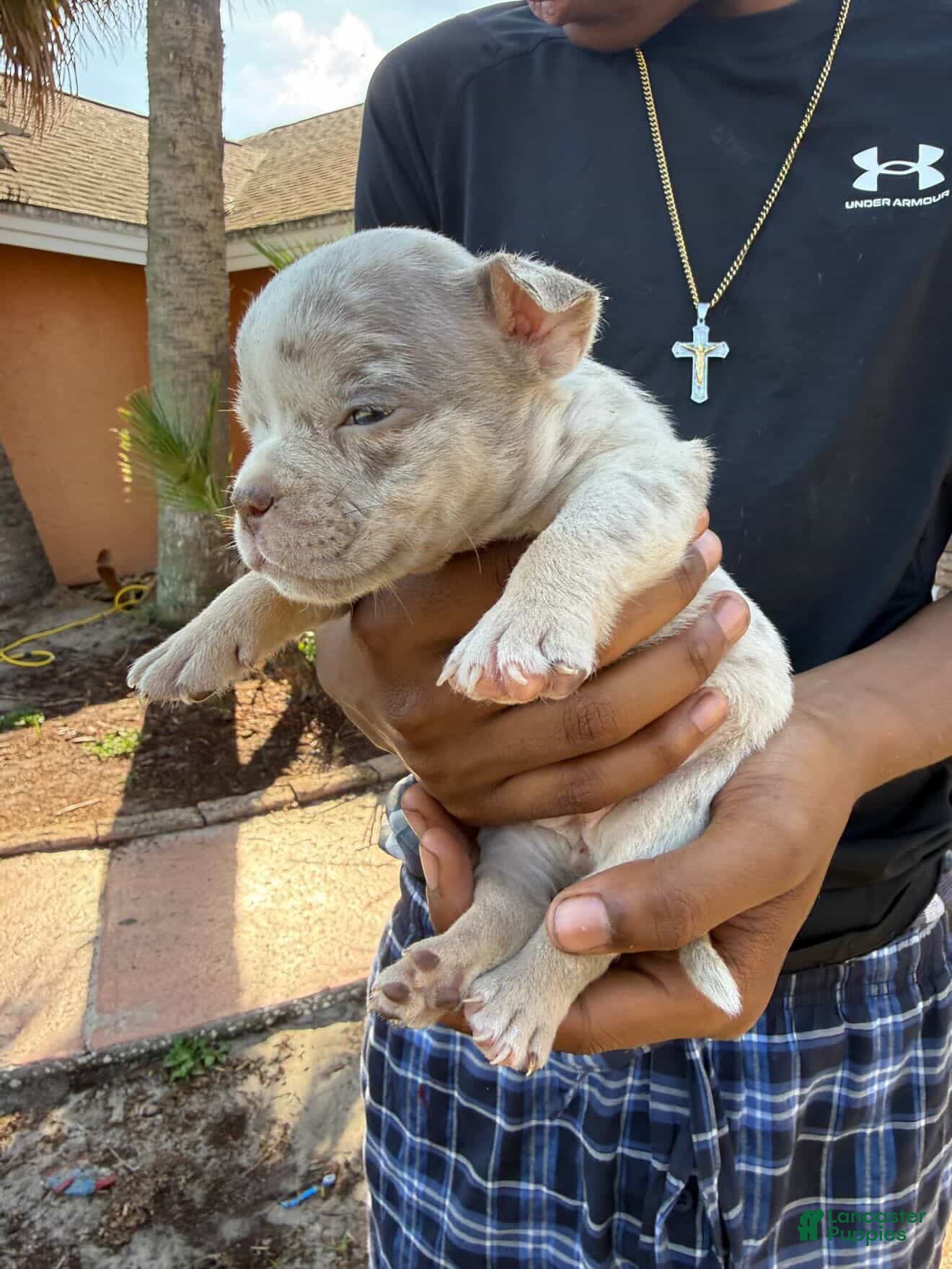 American Bully dogs for sale: Female 1 - Ad 1