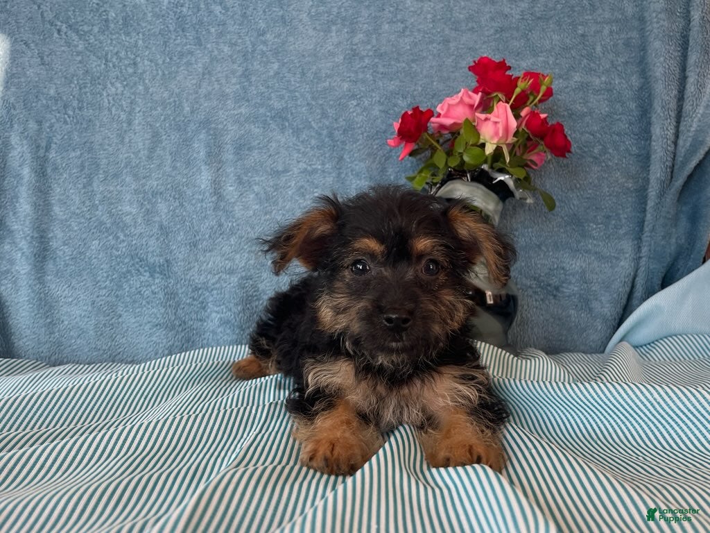 Yorkiepoo dogs Skylar - Ad 2