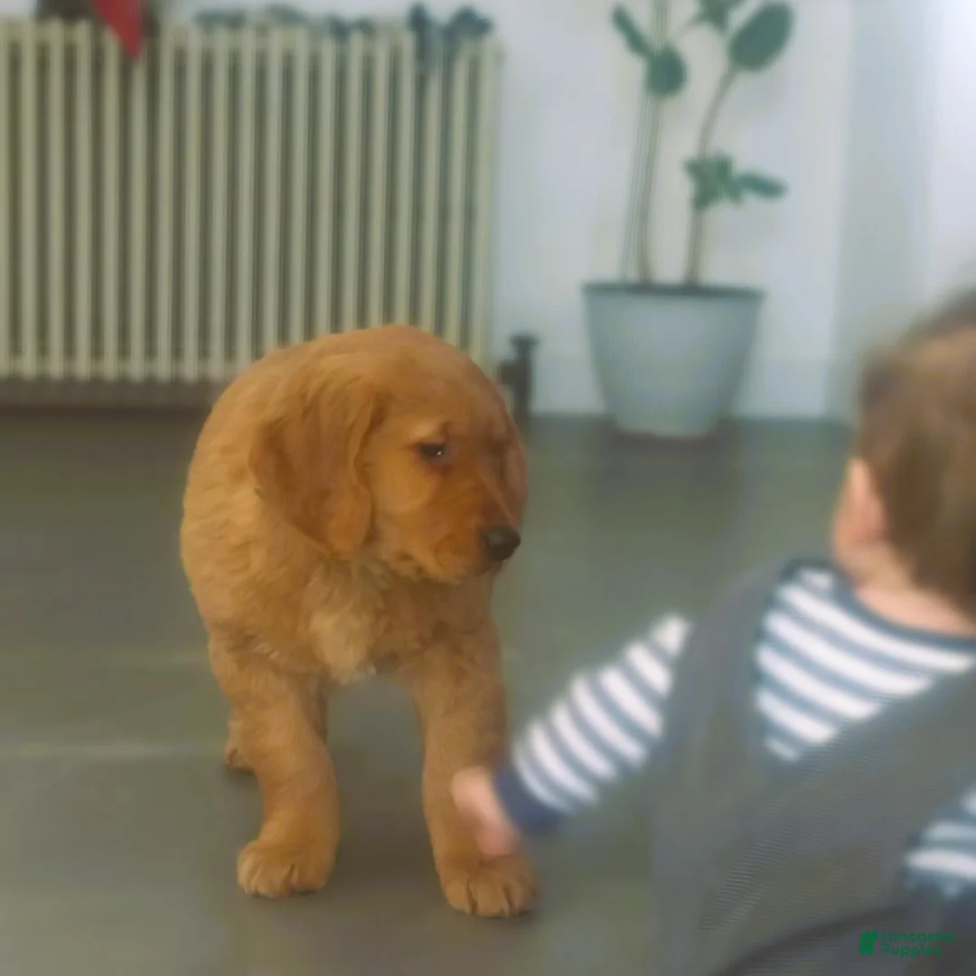 Golden Retriever dogs for sale: Sunny (Maroon collar) - Ad 2