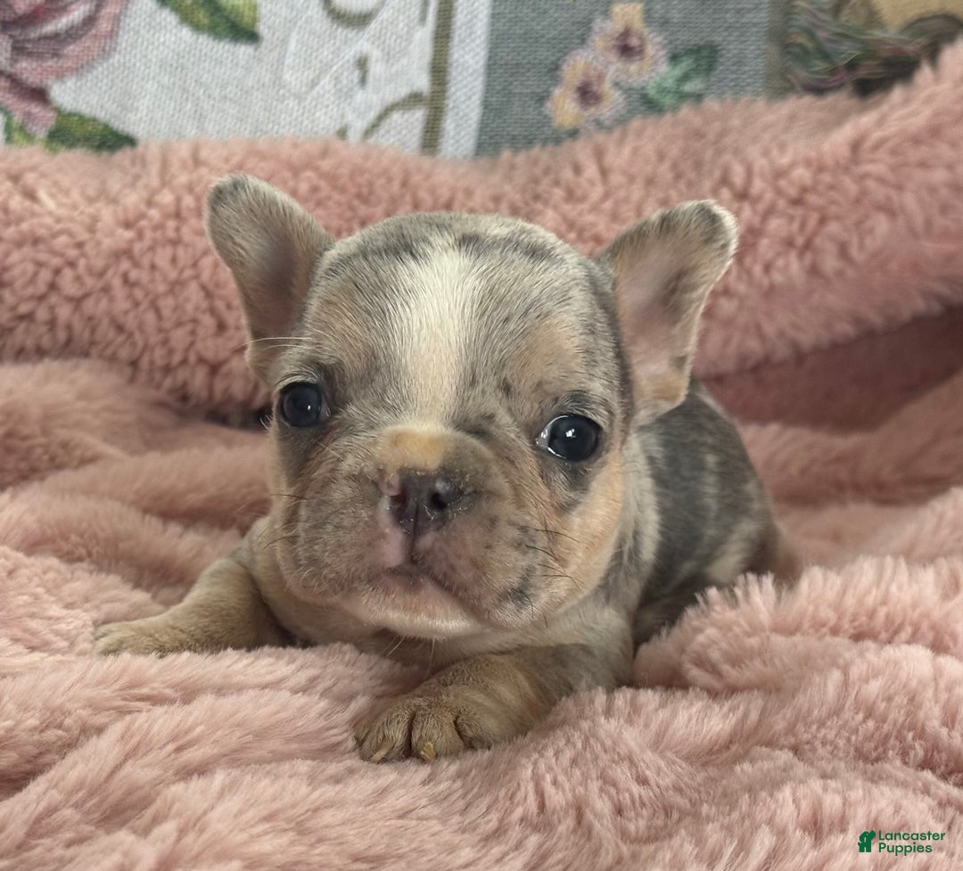 French Bulldog dogs for sale: Willow - Ad 9