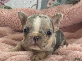 French Bulldog dogs Willow - Ad 16