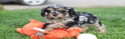 Cavapoo dogs for sale: Lainey - Ad 4