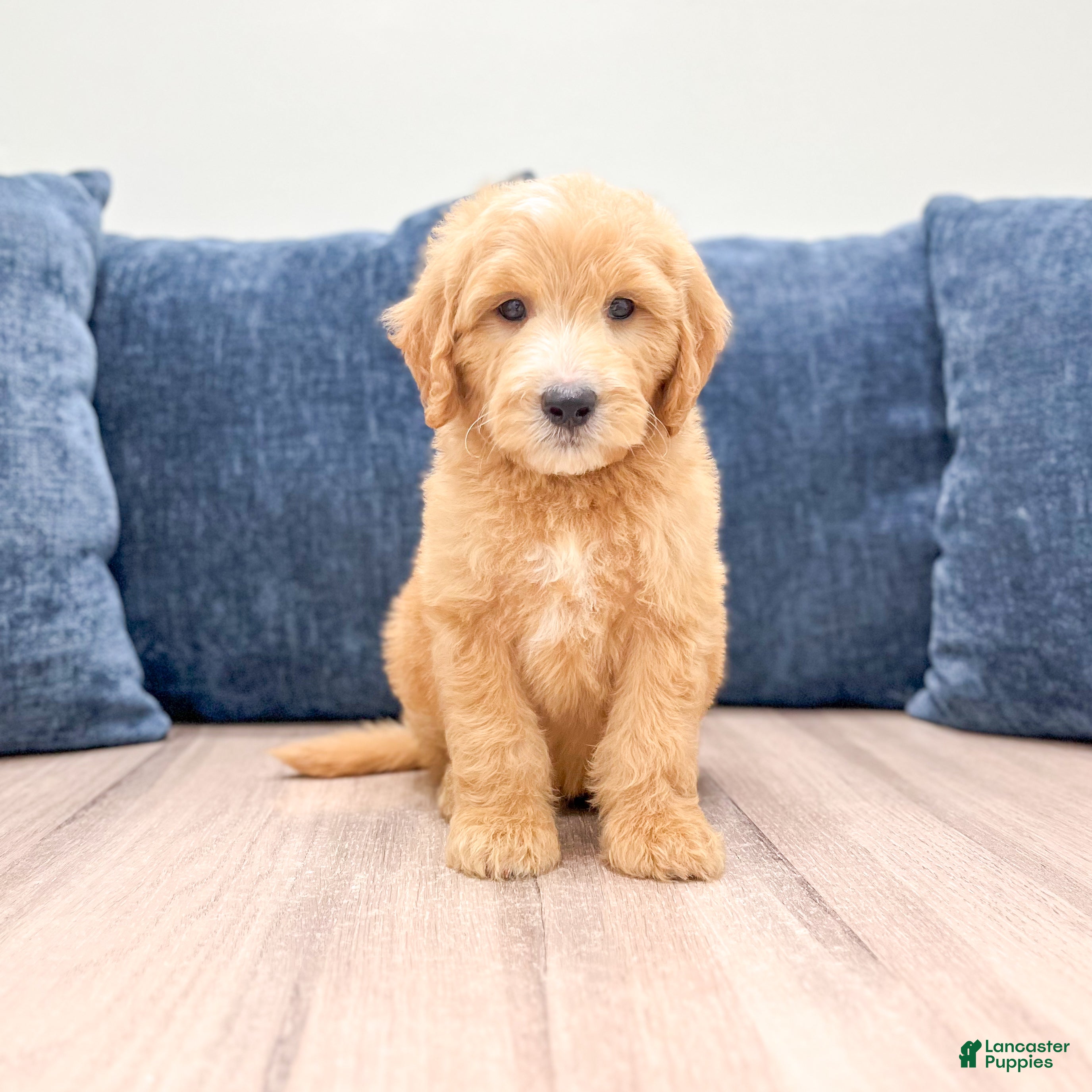 Mini Goldendoodle dogs Lynn - Ad 1