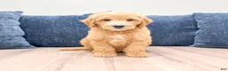 Mini Goldendoodle dogs for sale: Lynn - Ad 1