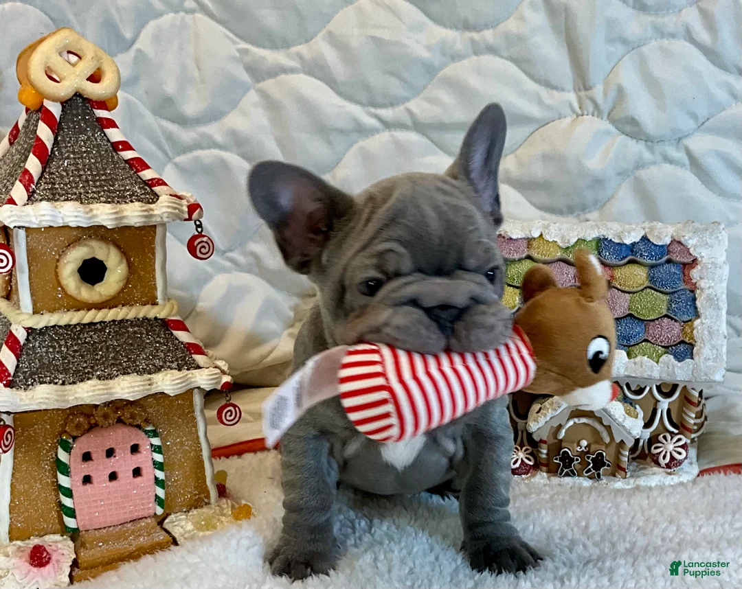 French Bulldog dogs for sale: River  - Ad 15