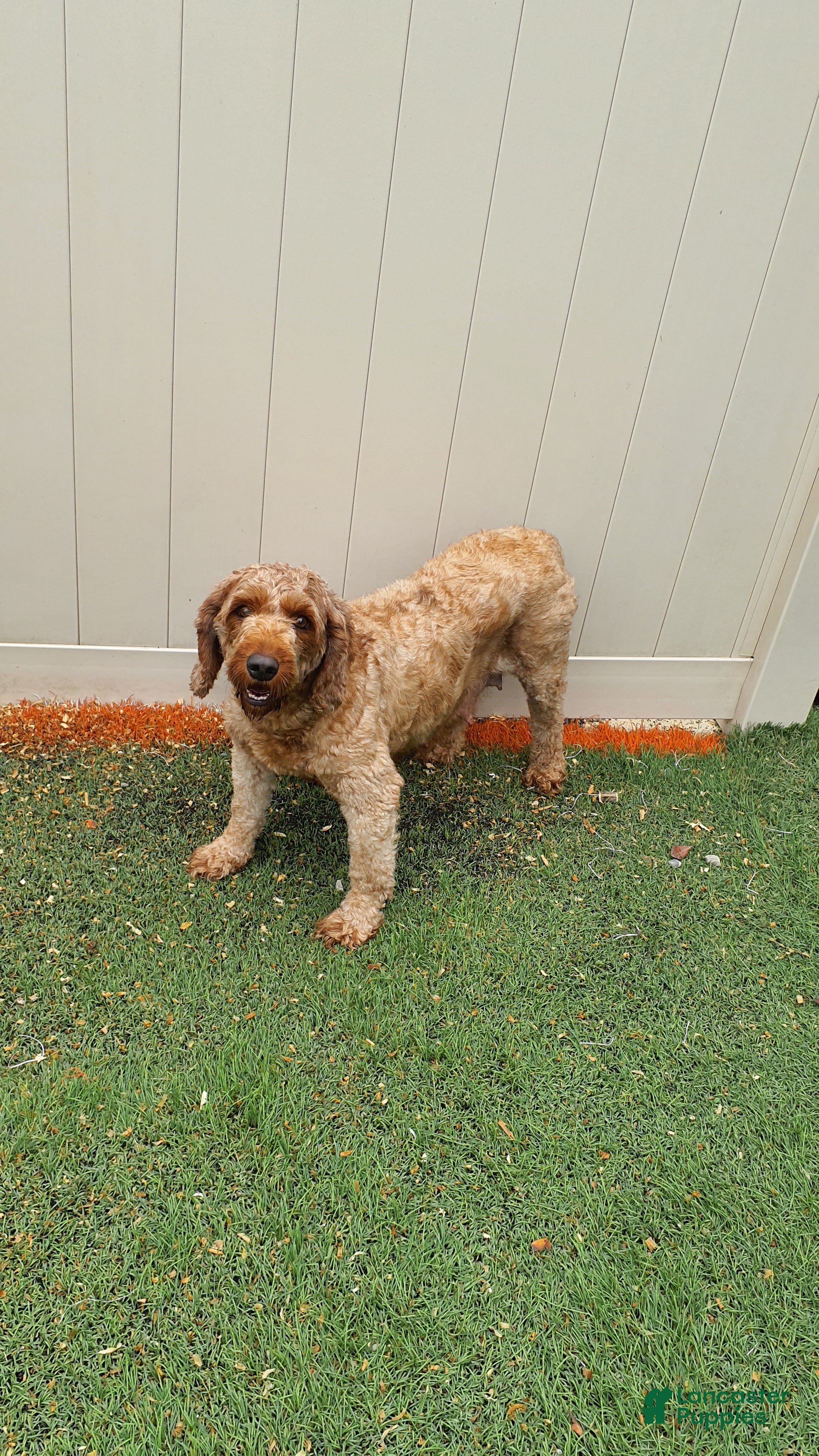 Mini Goldendoodle dogs Mini Goldendoodle 1 - Ad 2