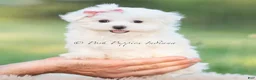 Maltese dogs for sale: Tulip - Ad 7