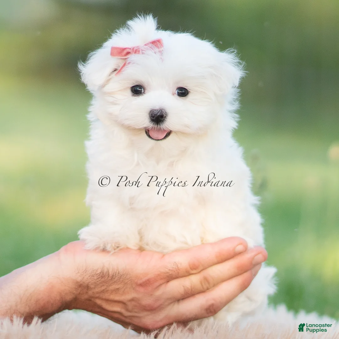 Maltese dogs for sale: Tulip - Ad 7