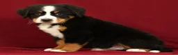 Bernese Mountain Dog dogs for sale: Zack - Ad 3