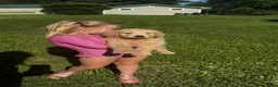 Mini Goldendoodle dogs for sale: Mini Goldendoodle BISCUIT  - Ad 2