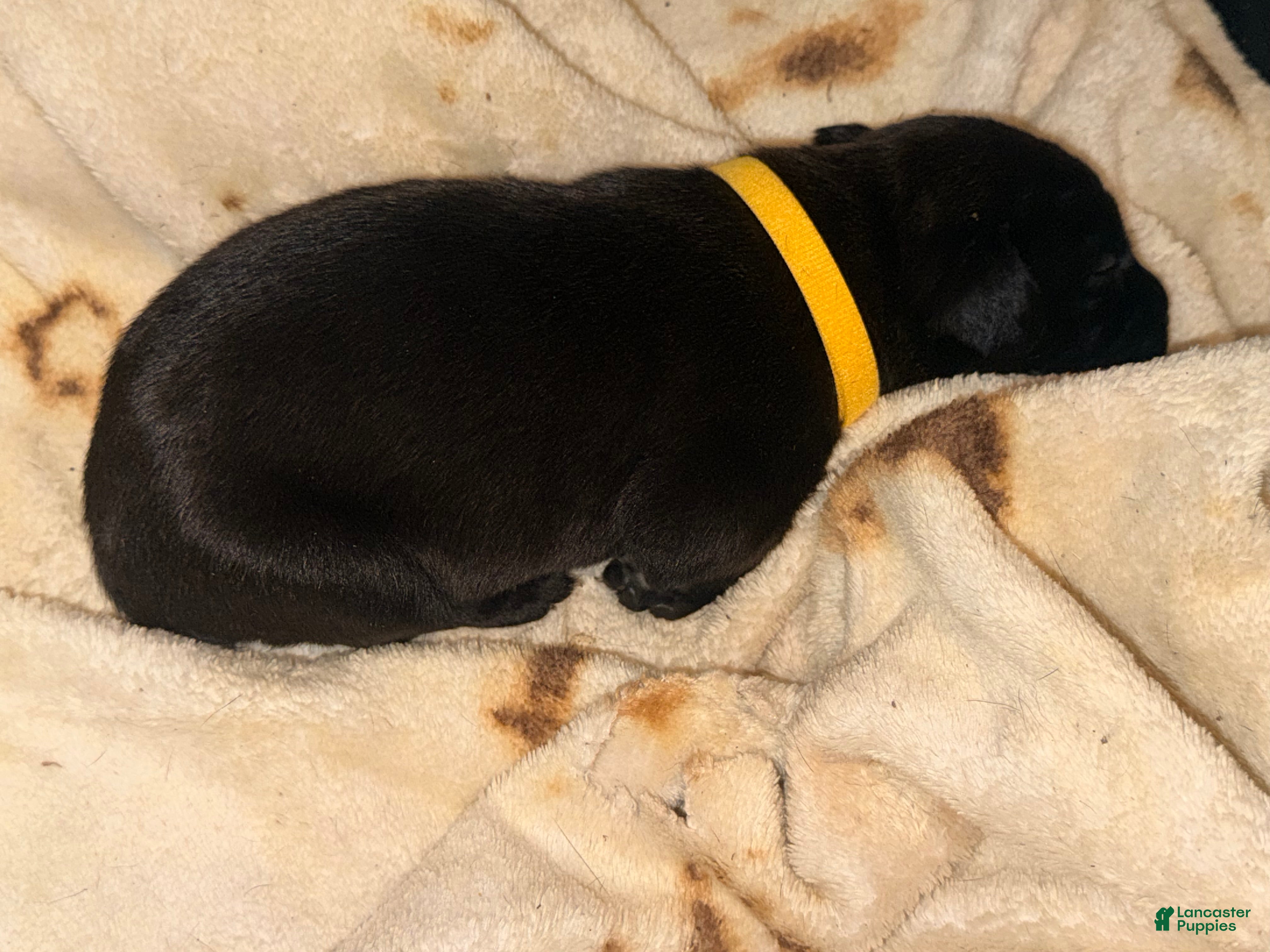 Cane Corso dogs Crowley AKC yellow collar - Ad 4