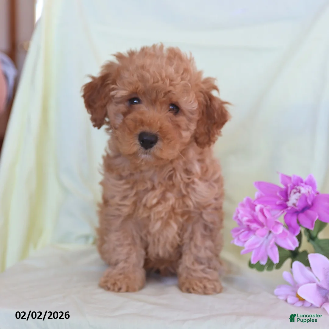 Toy Poodle dogs for sale: Allie - Ad 4