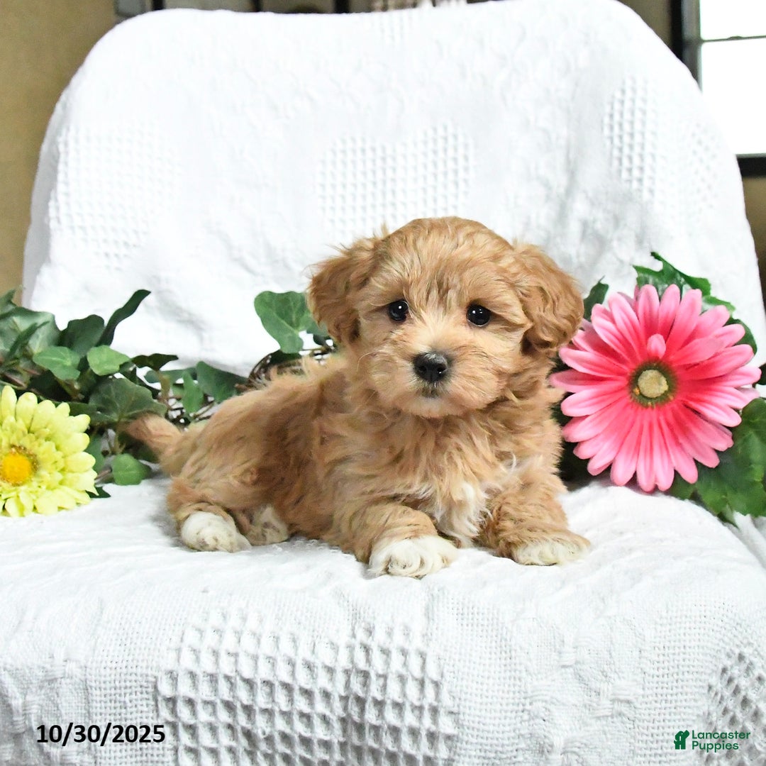 Maltipoo dogs for sale: Ellie - Ad 2