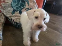Miniature Schnauzer dogs Henry - Ad 2