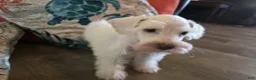 Miniature Schnauzer dogs for sale: Henry - Ad 2