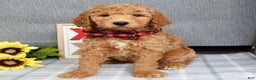 Standard Poodle dogs for sale: Charlie - Ad 4