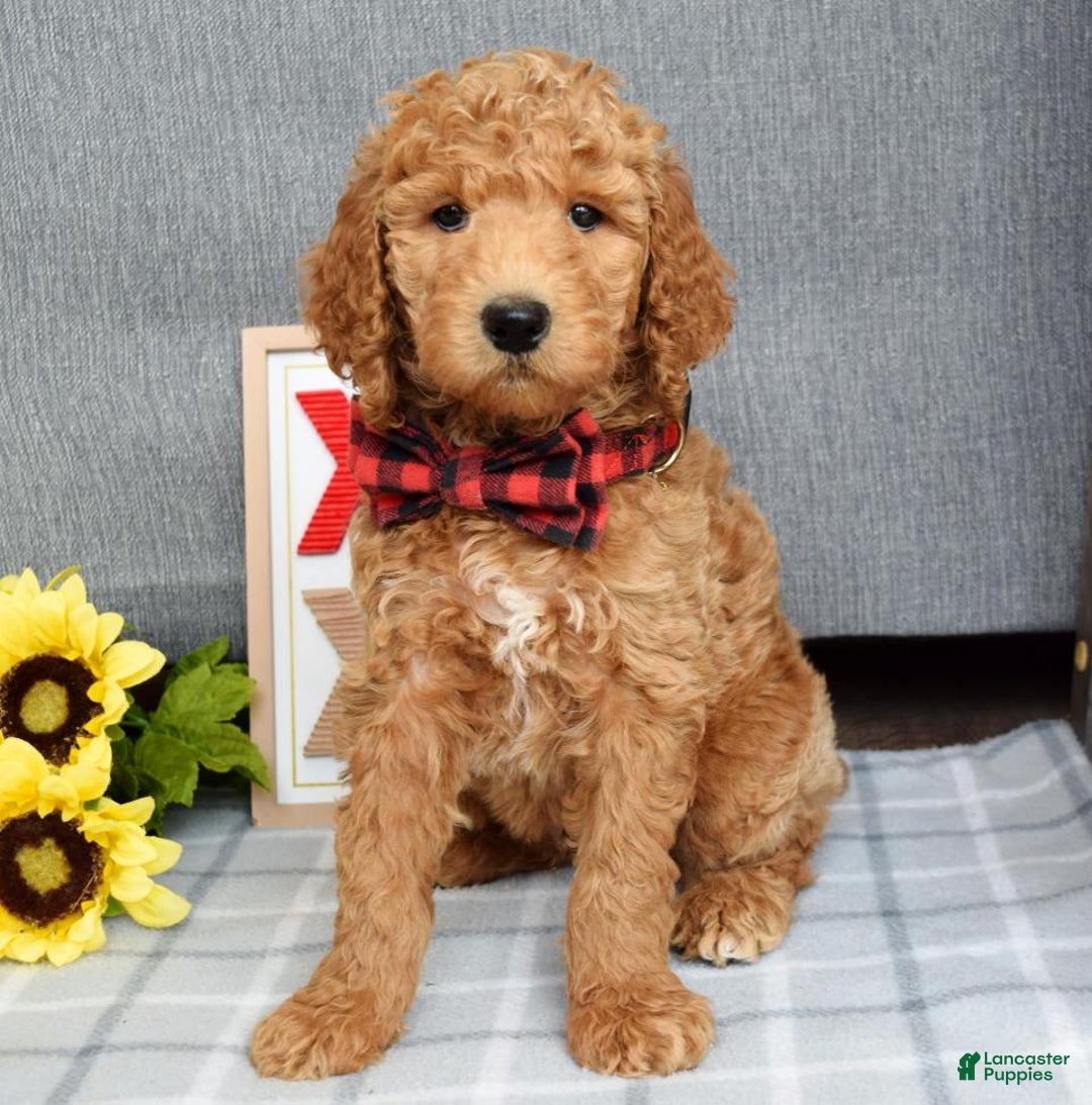 Standard Poodle dogs for sale: Charlie - Ad 4