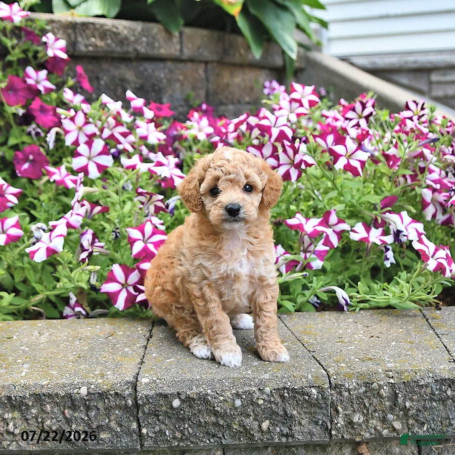 Toy Poodle dogs Kira - Ad 2