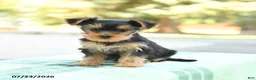 Yorkshire Terrier dogs for sale: Sugar - Ad 3