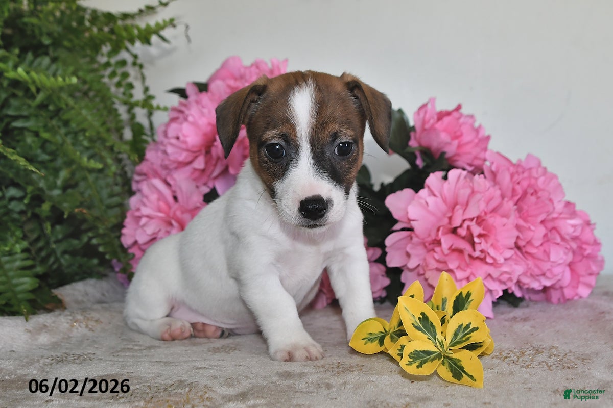 Jack Russell Terrier dogs for sale: Bobby - Ad 2
