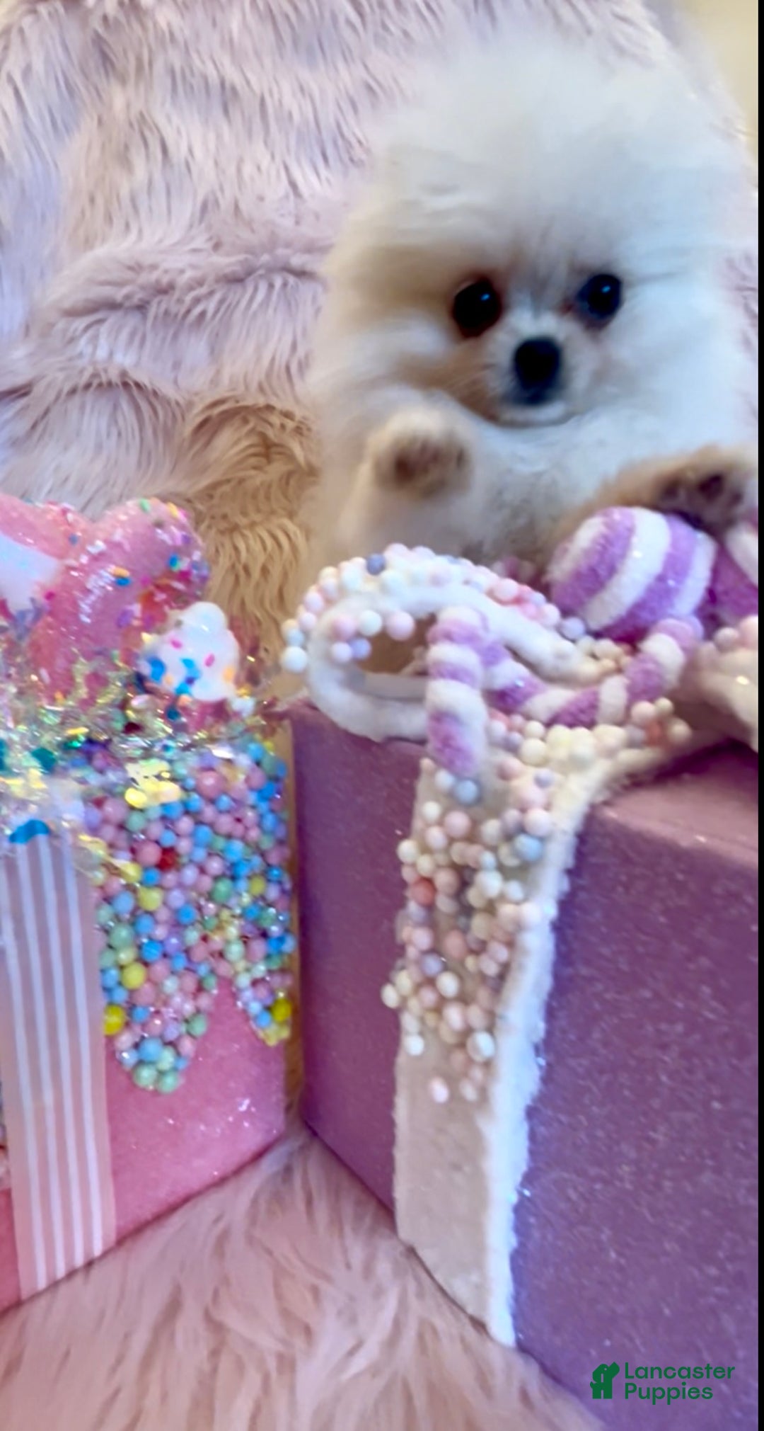 Pomeranian dogs for sale: Lynette AKC Registered full rights  - Ad 32