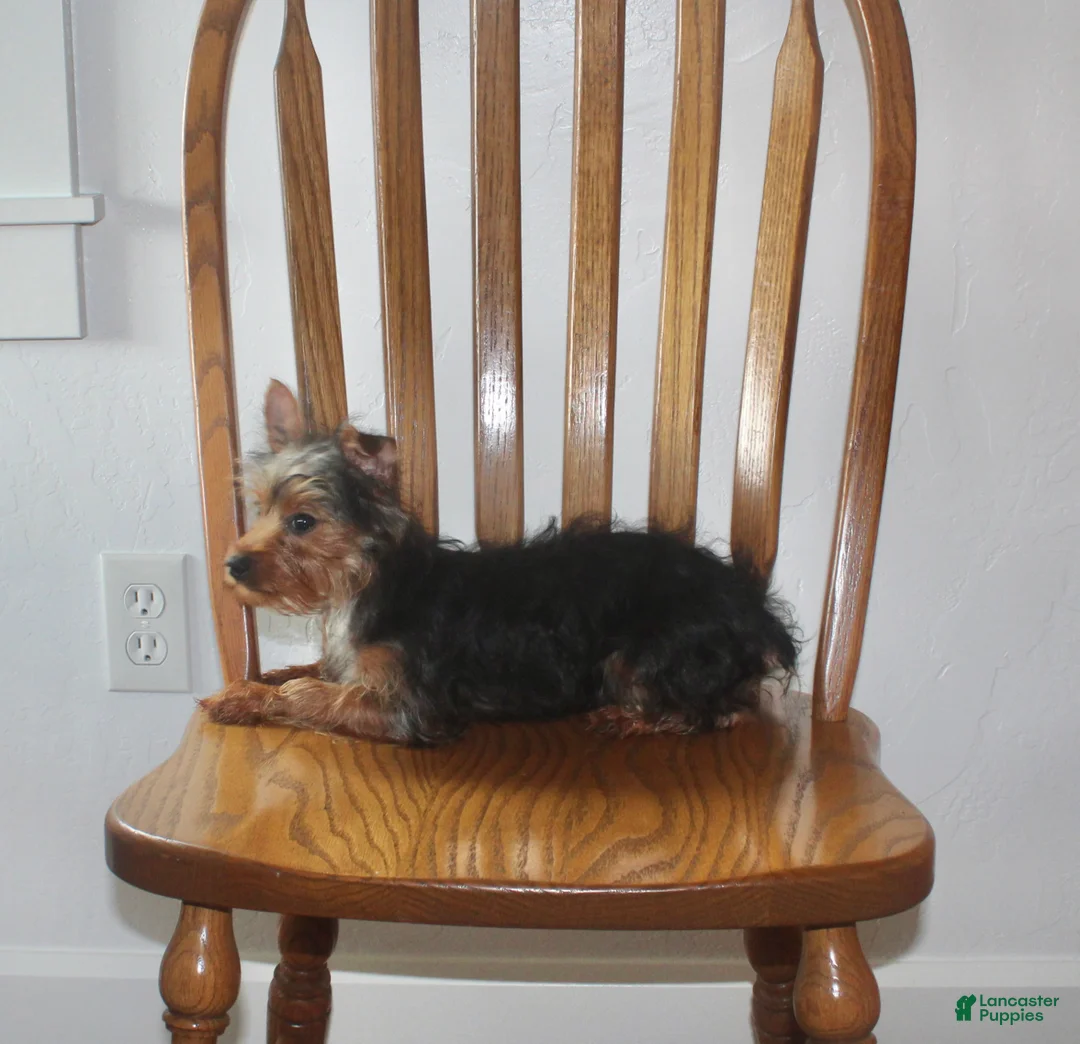 Yorkshire Terrier dogs for sale: Pluto - Ad 2