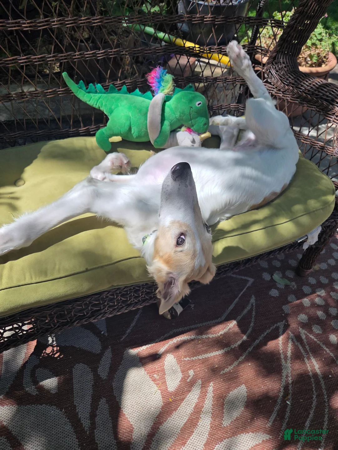 Borzoi dogs for sale: Victor - Ad 2