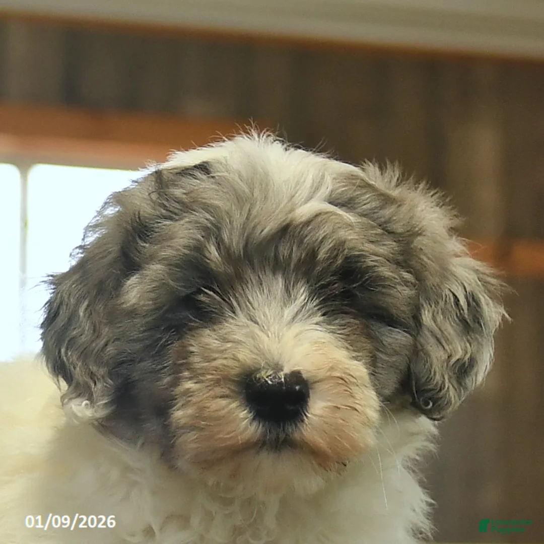 Sheepadoodle dogs for sale: Frodo  - Ad 5