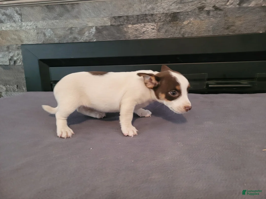 Jack Russell Terrier dogs for sale: Lulu  - Ad 2
