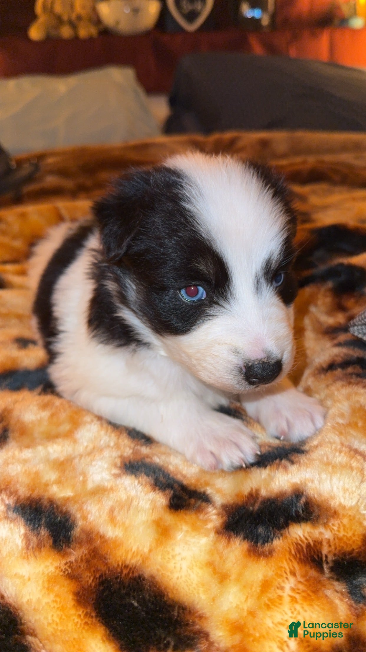 Mixed Breed dogs Mixed Breed Puppy 3 - Ad 1