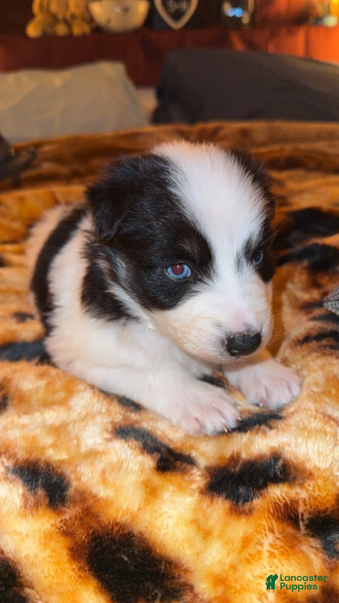 Mixed Breed dogs for sale: Mixed Breed Puppy 3 - Ad 1