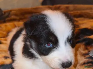 Mixed Breed dogs for sale: Mixed Breed Puppy 3 - Ad 3