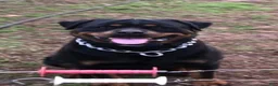 Rottweiler dogs for sale: Rottweiler 2 - Ad 18