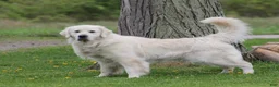 Golden Retriever dogs for sale: Pickles  - Ad 5