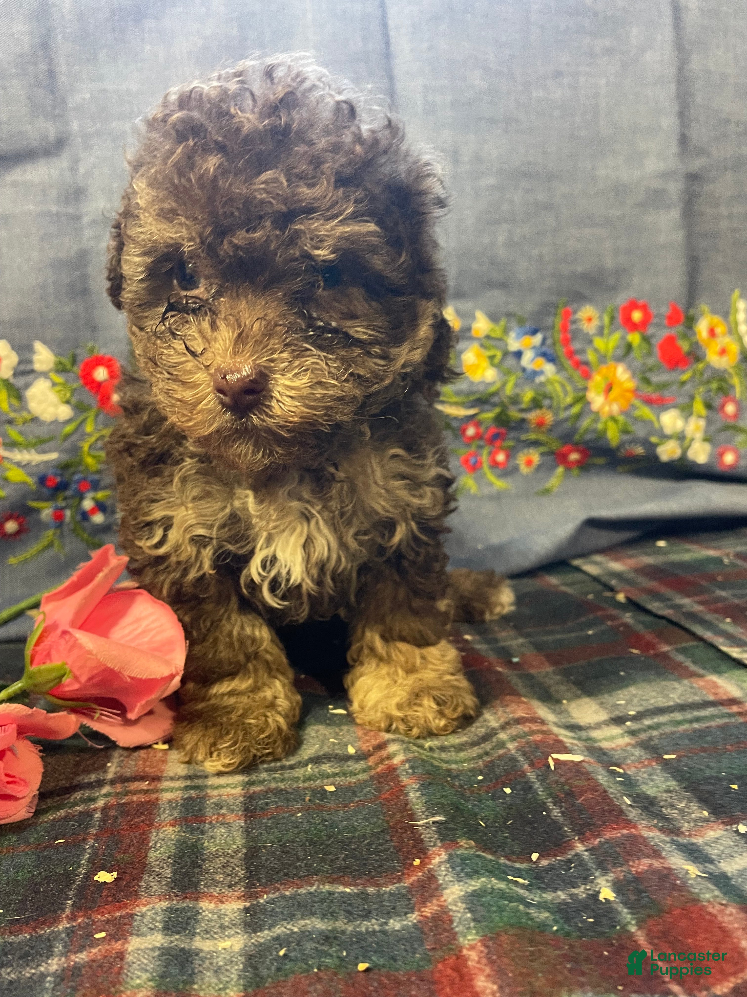 Yorkiepoo dogs Ollie - Ad 34