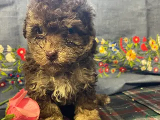 Yorkiepoo dogs Ollie - Ad 34