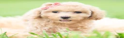 Toy Poodle dogs for sale: Sparkle AKC - Ad 5