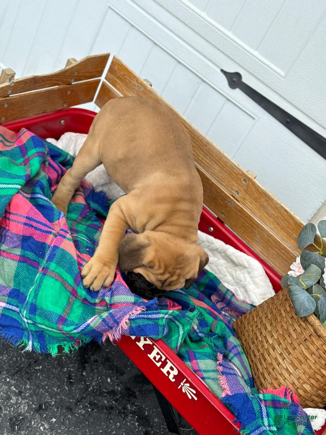 Cane Corso dogs for sale: Audrey - Ad 6