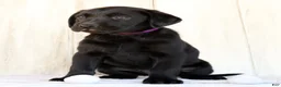 Labrador Retriever dogs for sale: Ariel - Ad 7